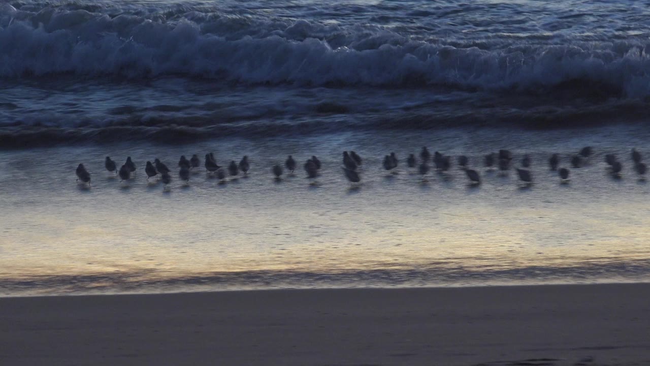 Shorebirds along wet sand with waves behind them