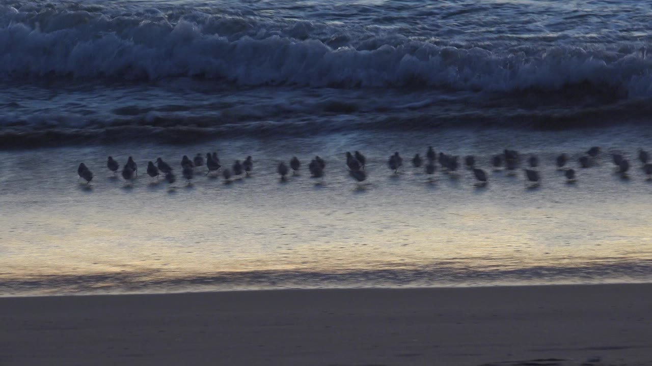 Small birds gather in clusters along the waterline at Huntington Beach while white surf pushes closer across the reflective sand, with no visible people.