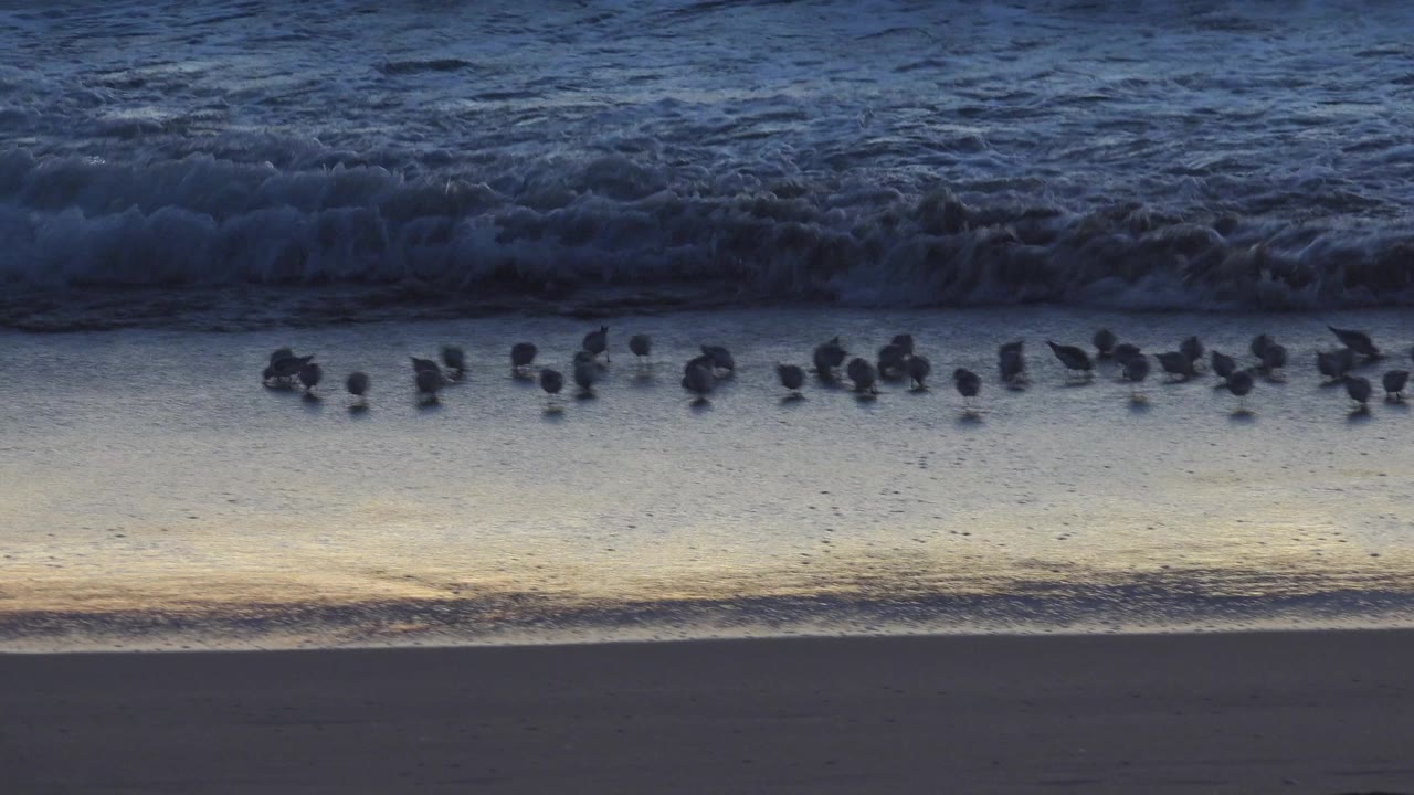 Scattered shorebirds stand and move along the shallow water at Huntington Beach, with a foamy wave rolling across the upper frame and no visible people.