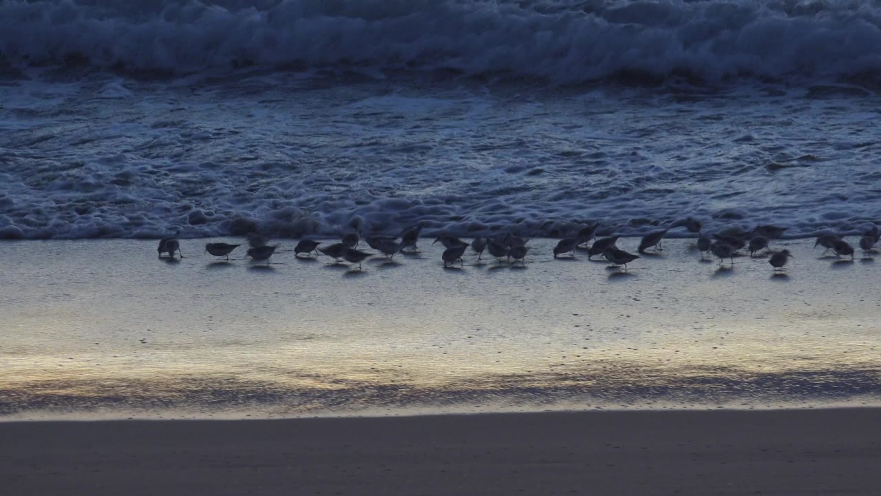 A tighter section of the flock moves along glossy wet sand at Huntington Beach as a heavy band of surf breaks behind them, with no visible people.
