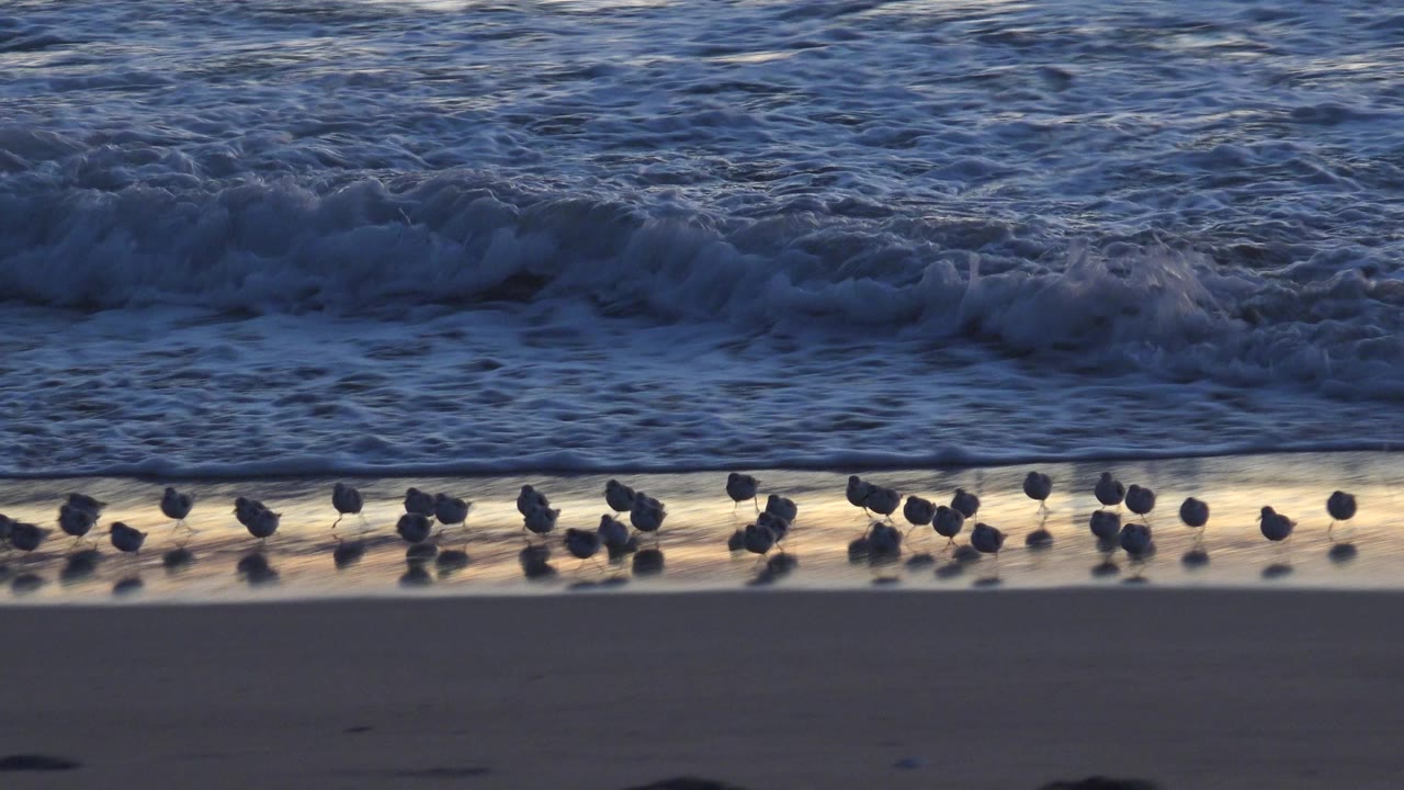 Flock of small birds along wet sand as surf approaches.