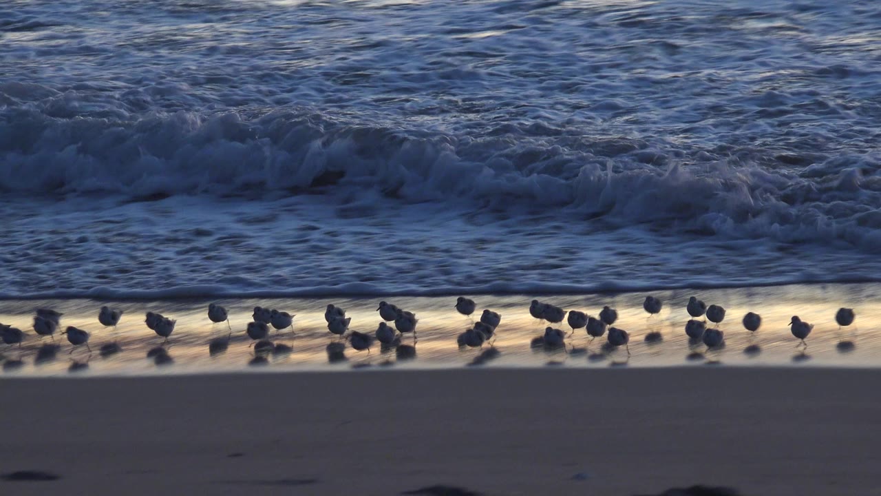 Small birds are spaced across the Huntington Beach shoreline as white surf breaks close behind them and darker sand fills the foreground, with no visible people.