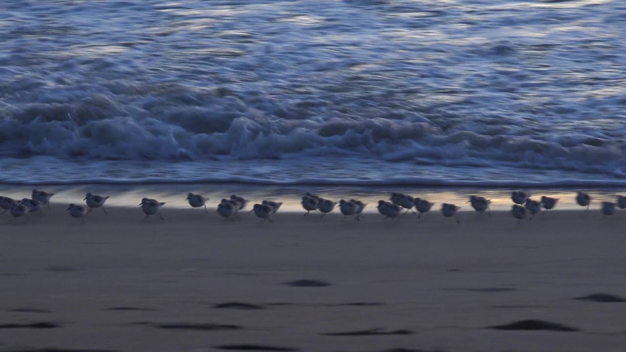 A smaller group of shorebirds stands near the edge of the receding wave at Huntington Beach, with open wet sand and blue-gray water behind them, with no visible people.