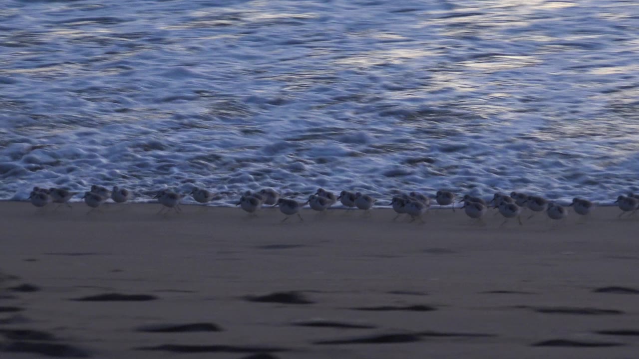 A dense row of small shorebirds runs along the Huntington Beach waterline as textured foam covers the background water, with no visible people.
