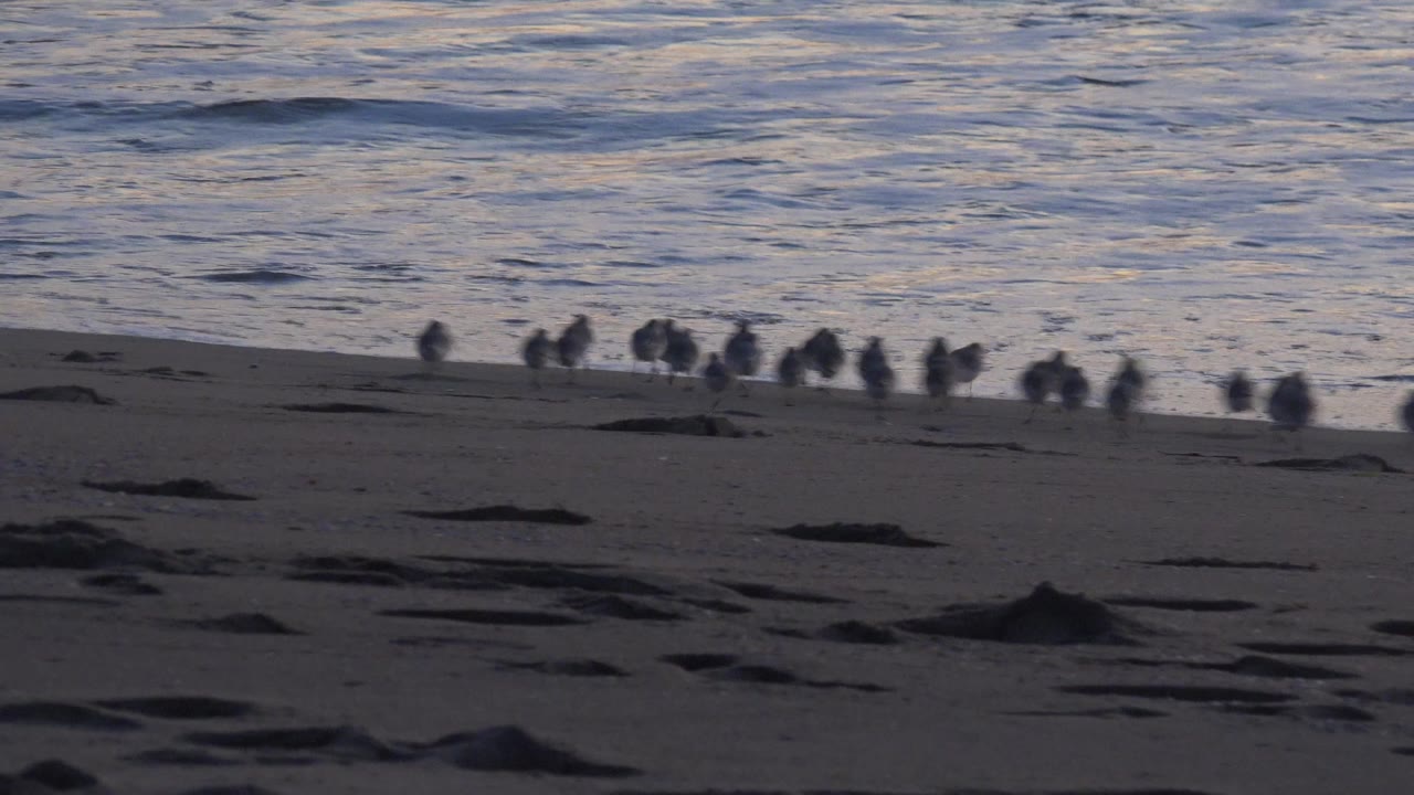 Small shorebirds stand along the Huntington Beach waterline as low waves spread across the background, with dark sand and seaweed in the foreground and no visible people.
