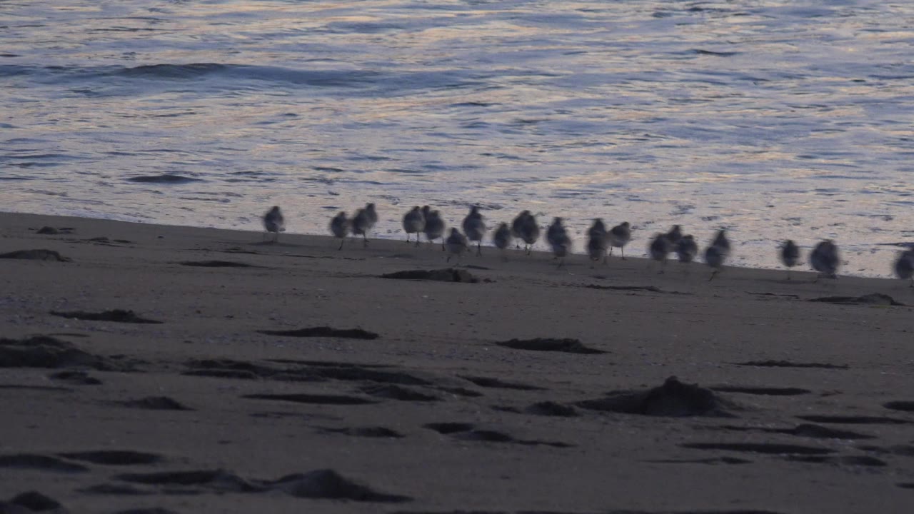 A compact group of shorebirds holds near the foamy edge of the Pacific surf at Huntington Beach, with blue gray water behind them and no visible people.