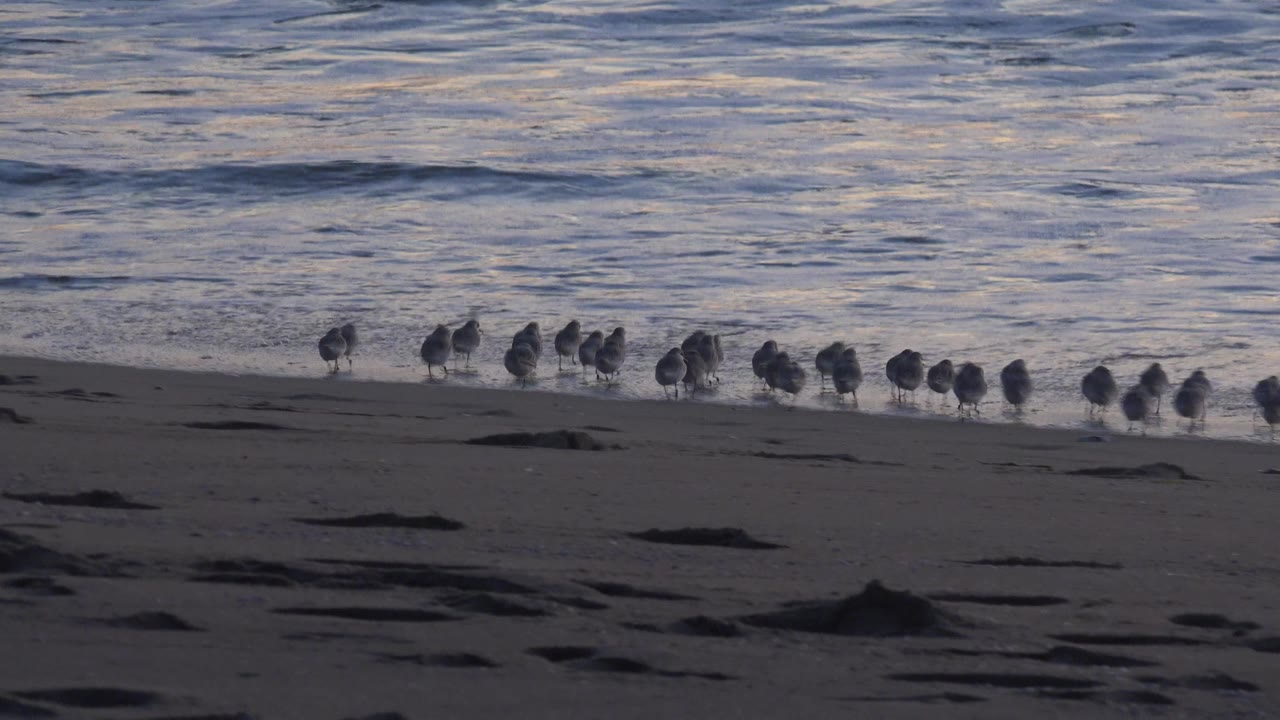 Shorebirds spread farther across the Huntington Beach waterline while a low wave approaches behind them, with muted sunset color on the water and no visible people.