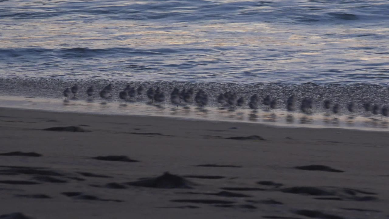 A wider line of birds occupies the wet sand at Huntington Beach while darker surf rises across the background, with seaweed patches on the beach and no visible people.