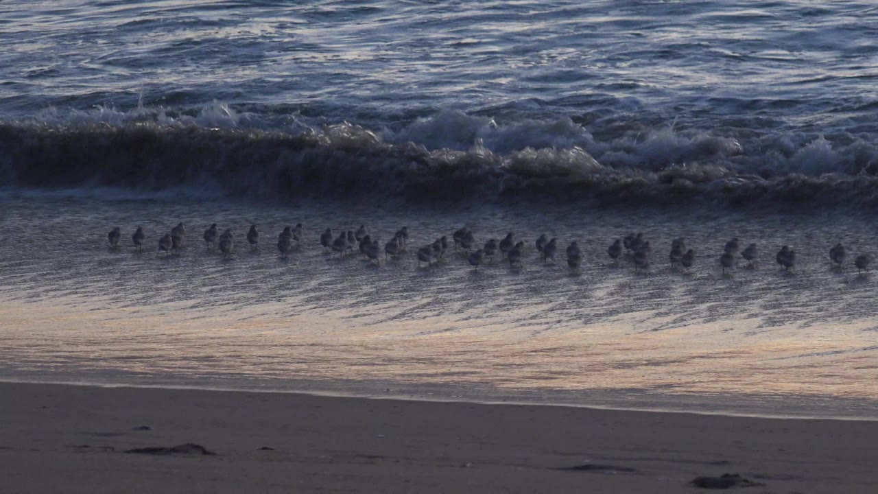 Small sandpipers gather along the reflective wet sand at Huntington Beach while a dark wave forms behind them, with no visible people.
