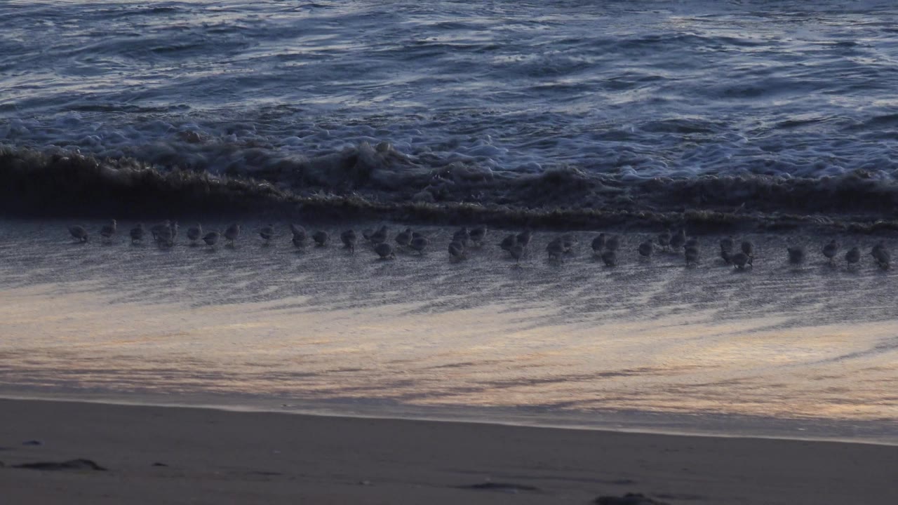 The flock appears more spread out along the Huntington Beach waterline while choppy blue-gray surf fills the upper frame and dry sand sits below, with no visible people.