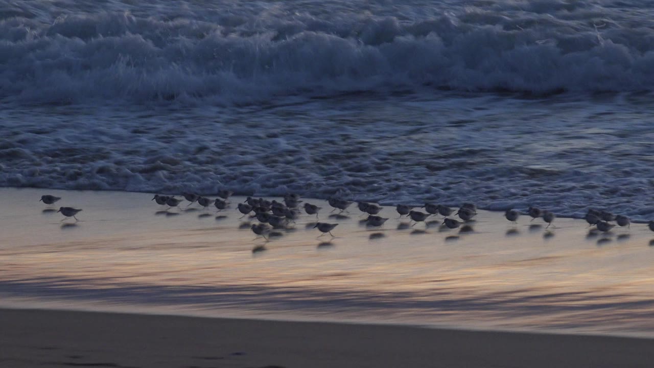 Small shorebirds gather along the wet sand at Huntington Beach as a foamy wave line rolls behind them, with no visible people.