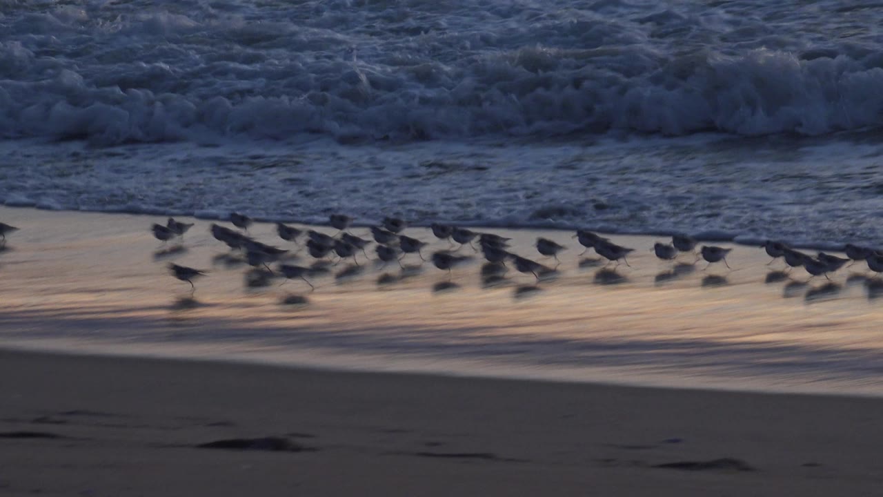A longer row of shorebirds crosses the wet edge of Huntington Beach while a dark foamy breaker sits behind them, with no visible people.