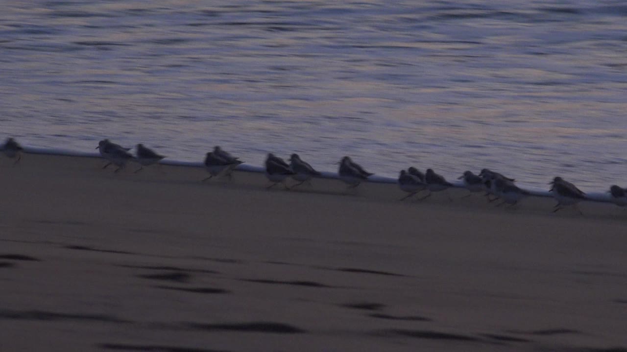 Small birds cluster near the waterline at Huntington Beach, California, with muted ocean reflections behind them and no visible people.
