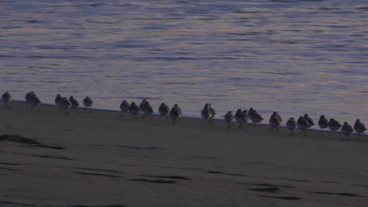 The flock stretches across the upper beach at Huntington Beach, California, with darker sand in the foreground and no visible people.