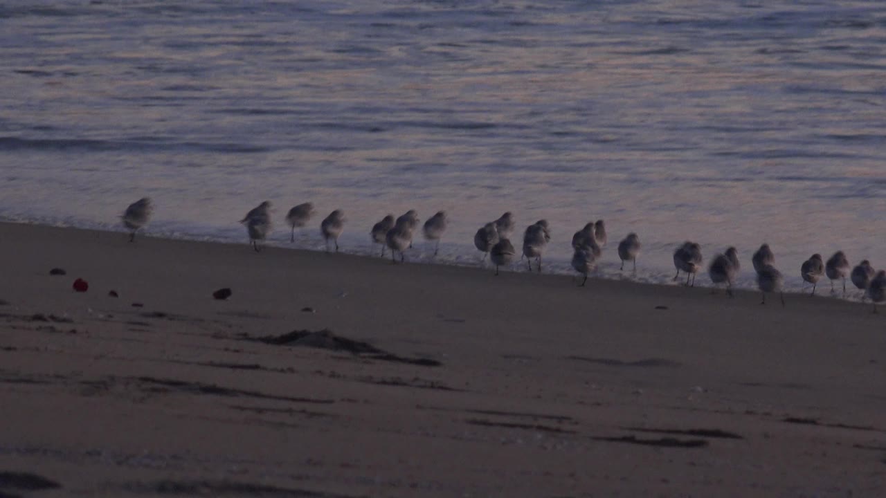 A row of small shorebirds walks across Huntington Beach wet sand as a low wave forms behind them, with no visible people.