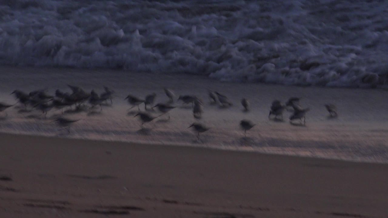 A flock of small shorebirds spreads across wet sand at Huntington Beach while white surf breaks behind them, with no visible people.