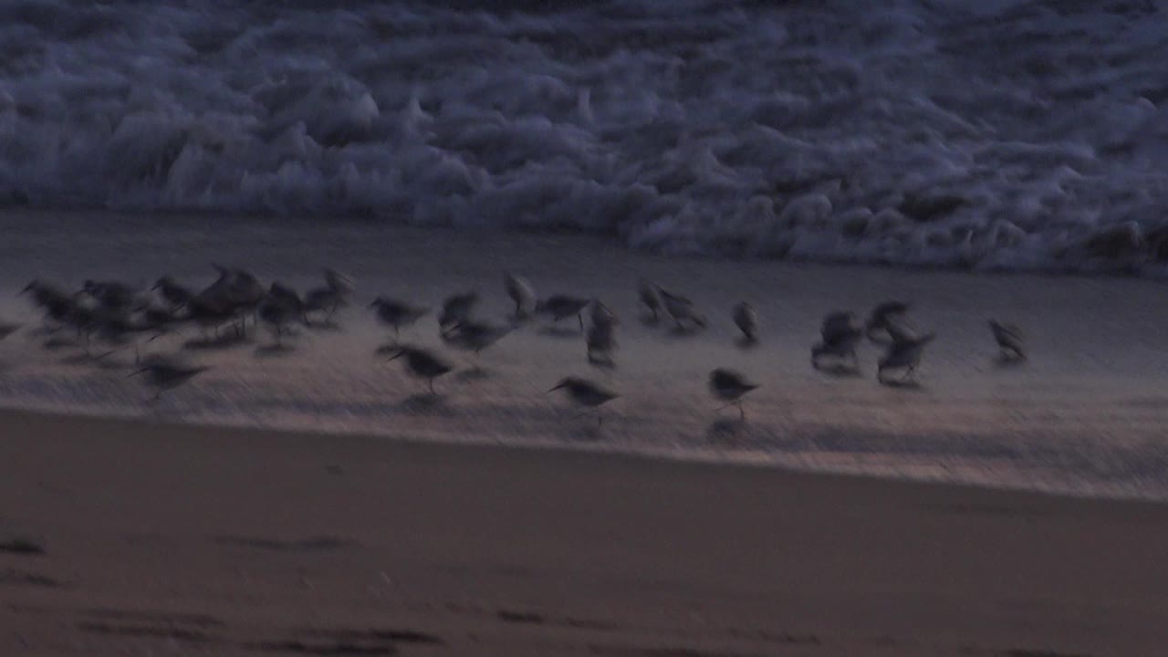 Small birds gather and blur in motion near a narrow strip of wet sand at Huntington Beach, with foamy ocean water filling the background and no visible people.