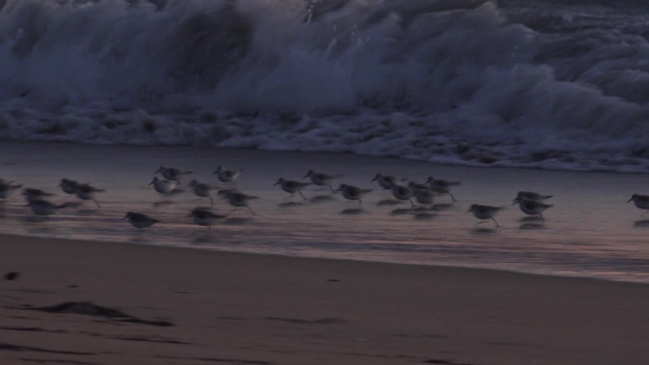 The flock stretches across the wet shoreline at Huntington Beach as darker birds move in front of a band of white waves, with no visible people.