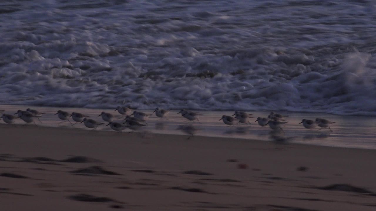 A thinner line of shorebirds runs along Huntington Beach sand below churning gray-blue surf, with no visible people or built structures.