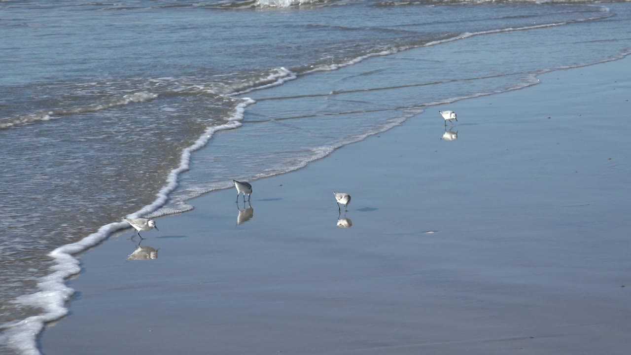 Several small shorebirds stand and scurry on reflective wet sand at Huntington Beach as a narrow foam line approaches, with no visible people.