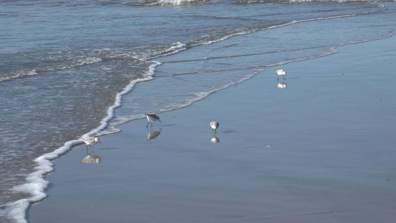 Small shorebirds remain spread across the shallow reflective water at Huntington Beach, with a curved foam edge crossing the frame and no visible people.
