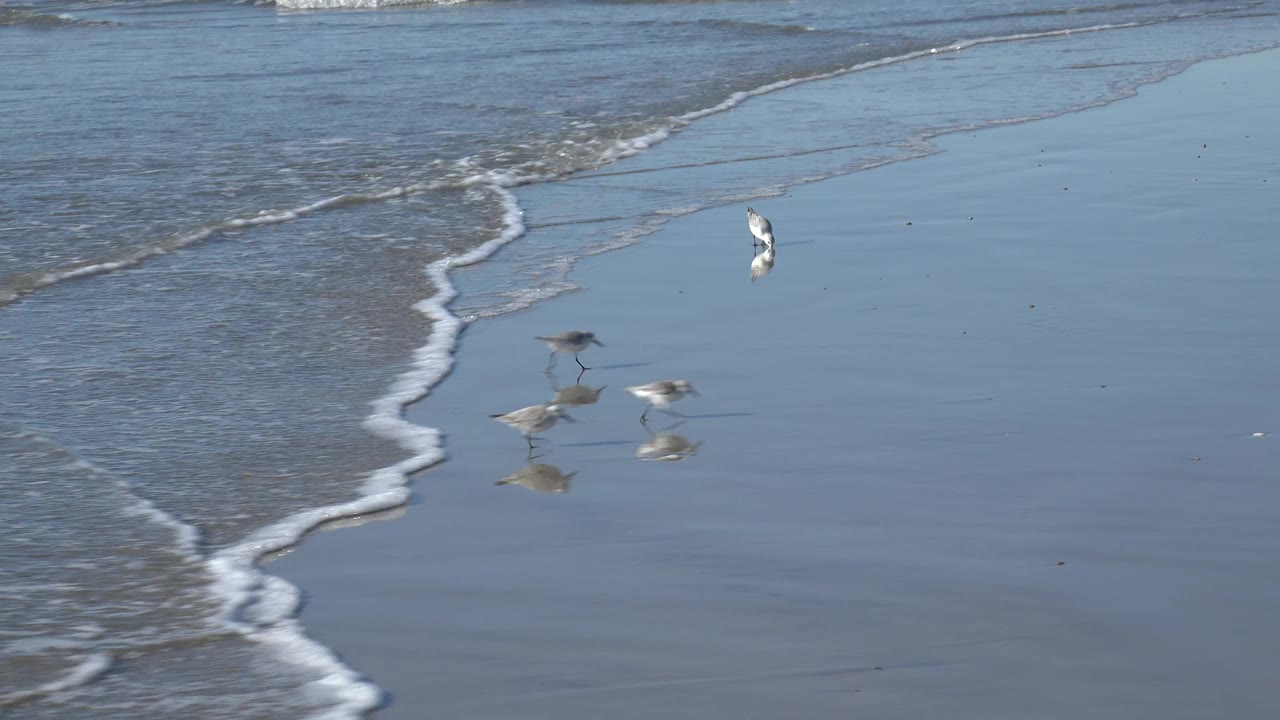 A few shorebirds feed near a winding white foam line on blue-gray wet sand at Huntington Beach, with no people or structures visible.