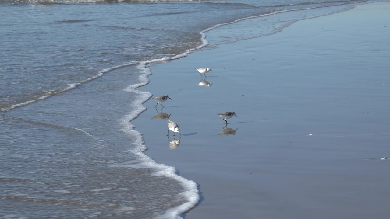 Shorebirds clustered beside a diagonal wash of surf.