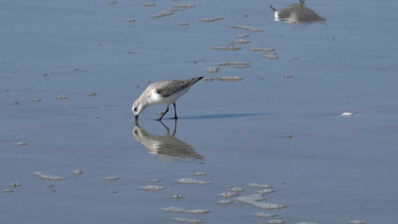 Small shorebird pecking at wet sand with a reflection below it.