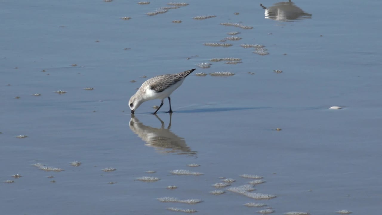 Small shorebird steps across smooth wet sand in Huntington Beach, California, with its reflection visible and no visible people.