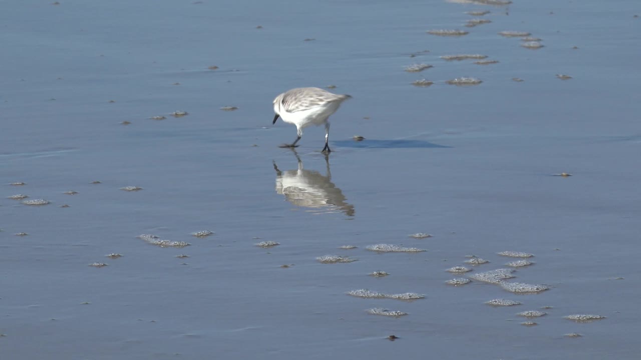 Pale shorebird lowers its head toward the wet sand at Huntington Beach, California, with a blue surface and no visible people.