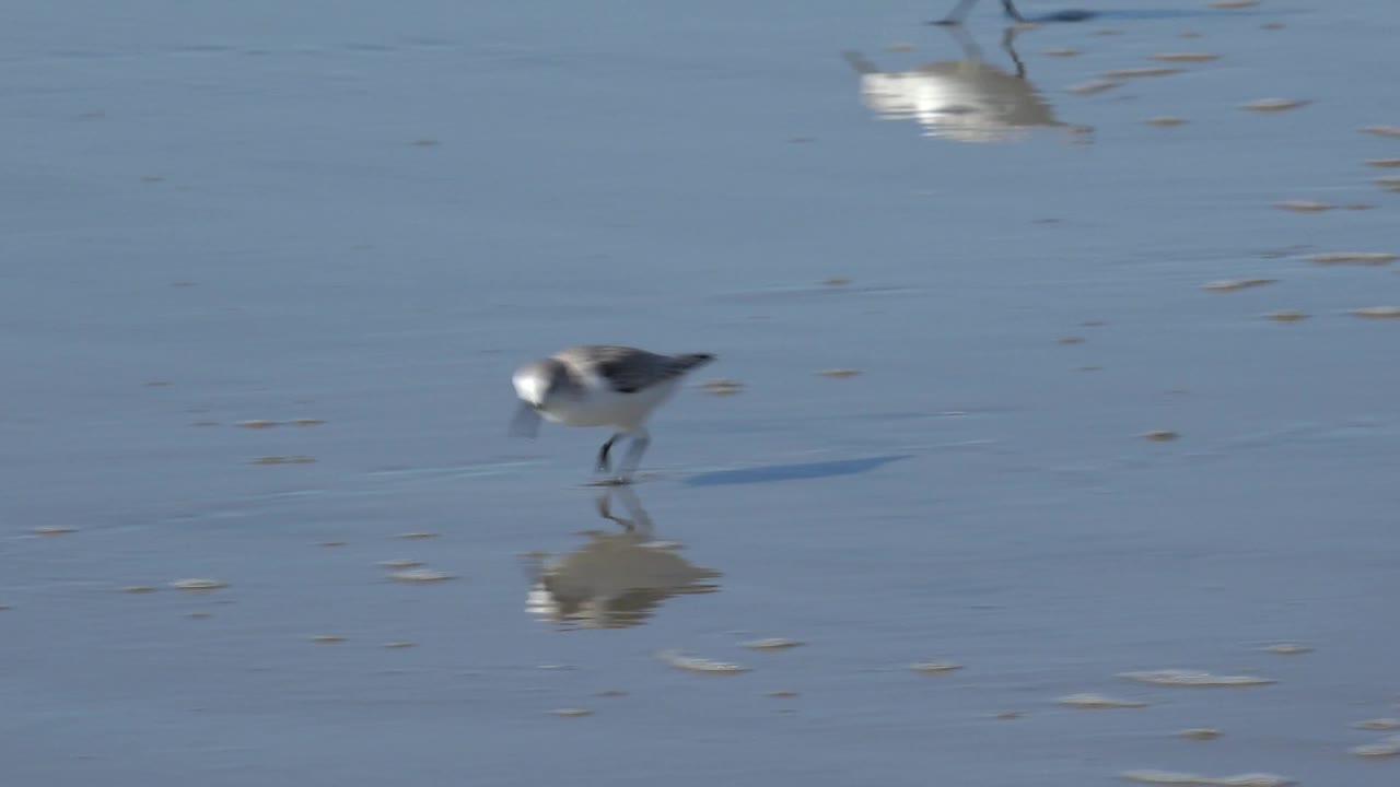A small shorebird appears slightly blurred while moving across reflective wet sand in Huntington Beach, California, with no visible people.