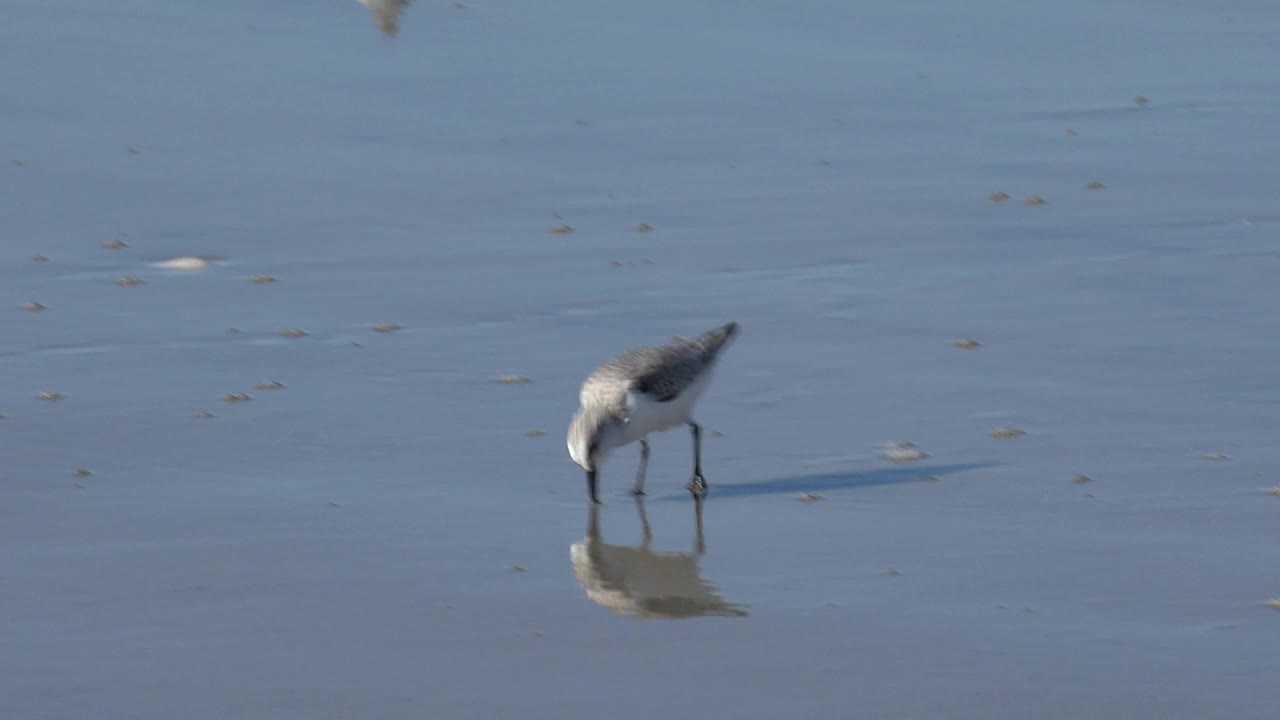 Small shorebird pecking at wet sand with a reflection beneath it.