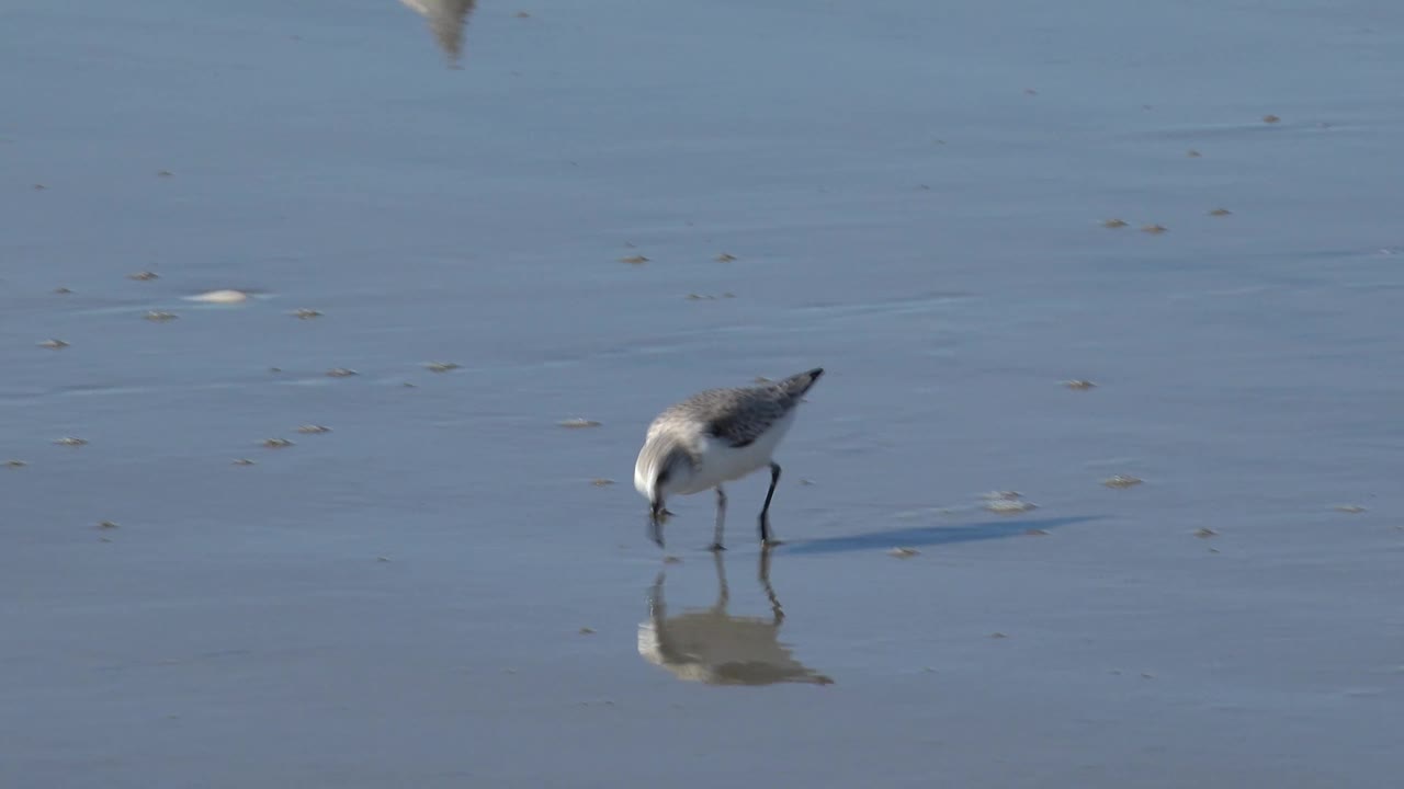 The shorebird remains near the center of the Huntington Beach frame, head down toward the wet sand, with a soft reflection and no visible people.