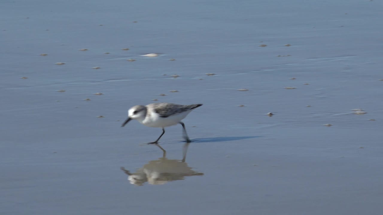 A small shorebird walks right across the reflective Huntington Beach sand, casting a long shadow beside its faint mirror image, with no visible people.