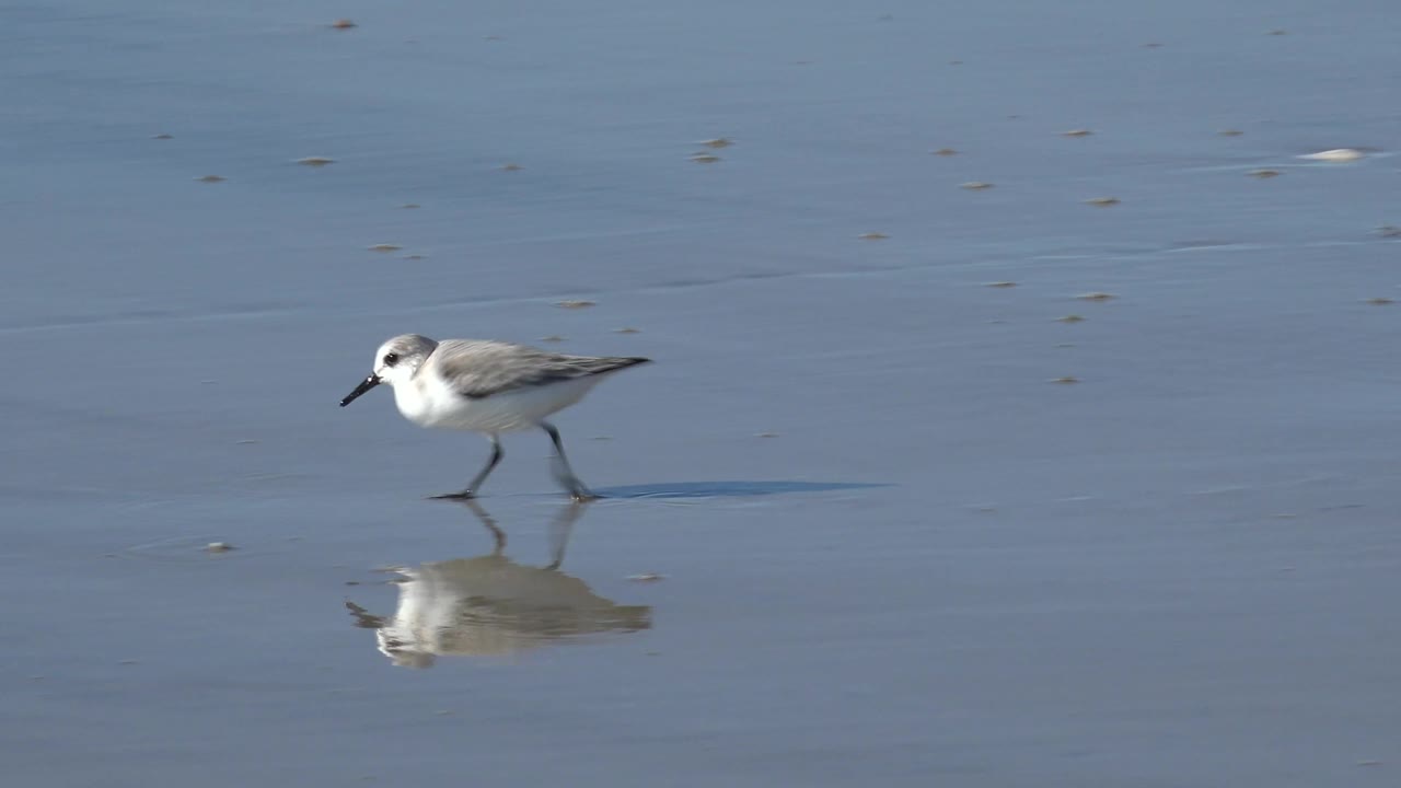 The shorebird appears larger on the left side of the Huntington Beach frame, walking over glossy wet sand with its reflection below and no visible people.