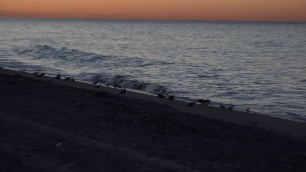 Seabirds rest and move along the Huntington Beach shoreline as small waves reach the sand under an orange sunset sky, with no visible people.