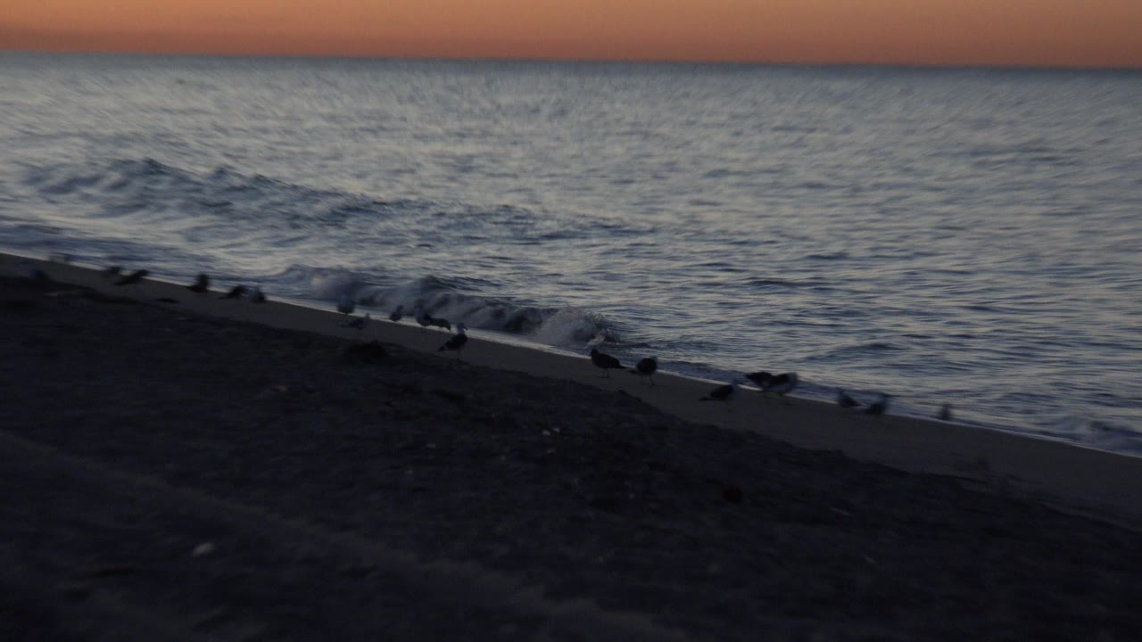 A line of seabirds sits along the Huntington Beach waterline while textured ocean water fills the background and the sky holds a narrow warm sunset band, with no visible people.