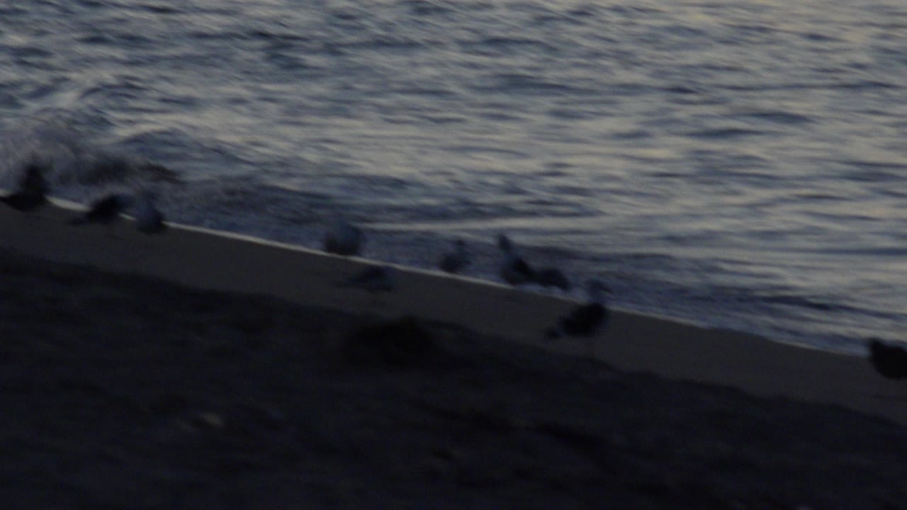 Several birds lift off near the shoreline with the ocean behind them.