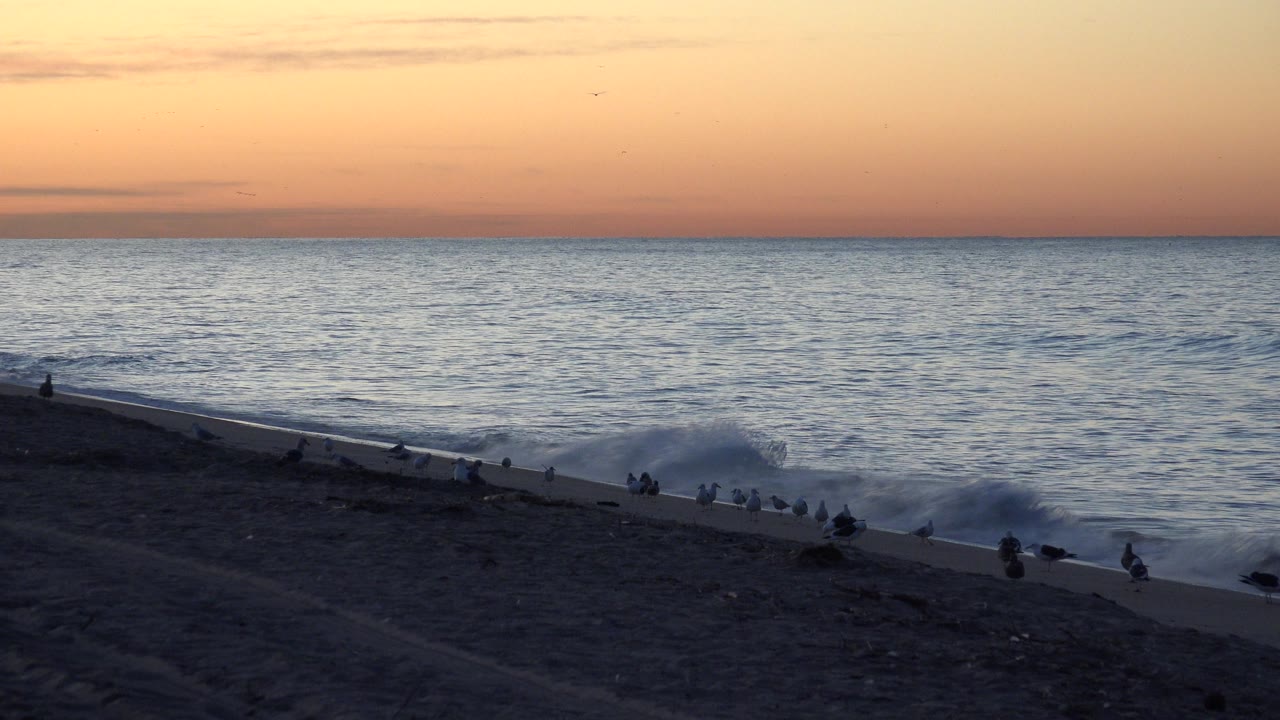 Huntington Beach shoreline at 0:01 with the surf line slightly farther across the frame, birds scattered on the sand, a few birds in the sky, and no visible people.
