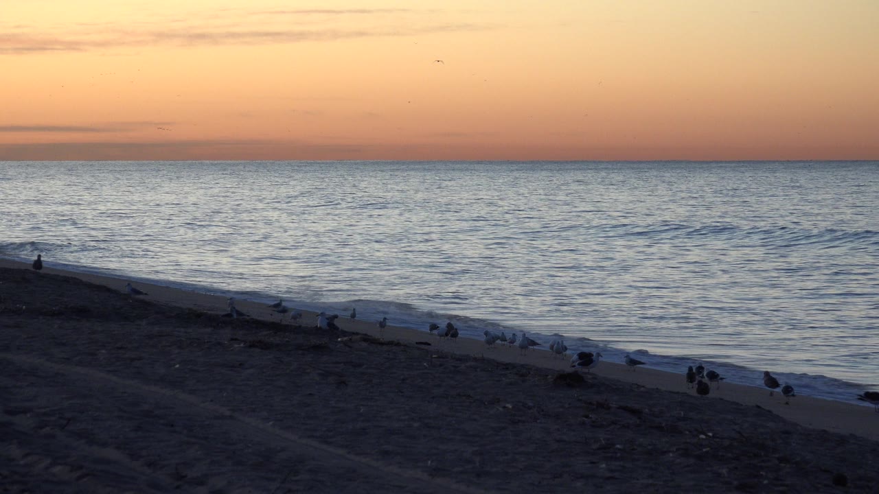 Dusk ocean horizon with pale waves and birds on a mostly empty beach.