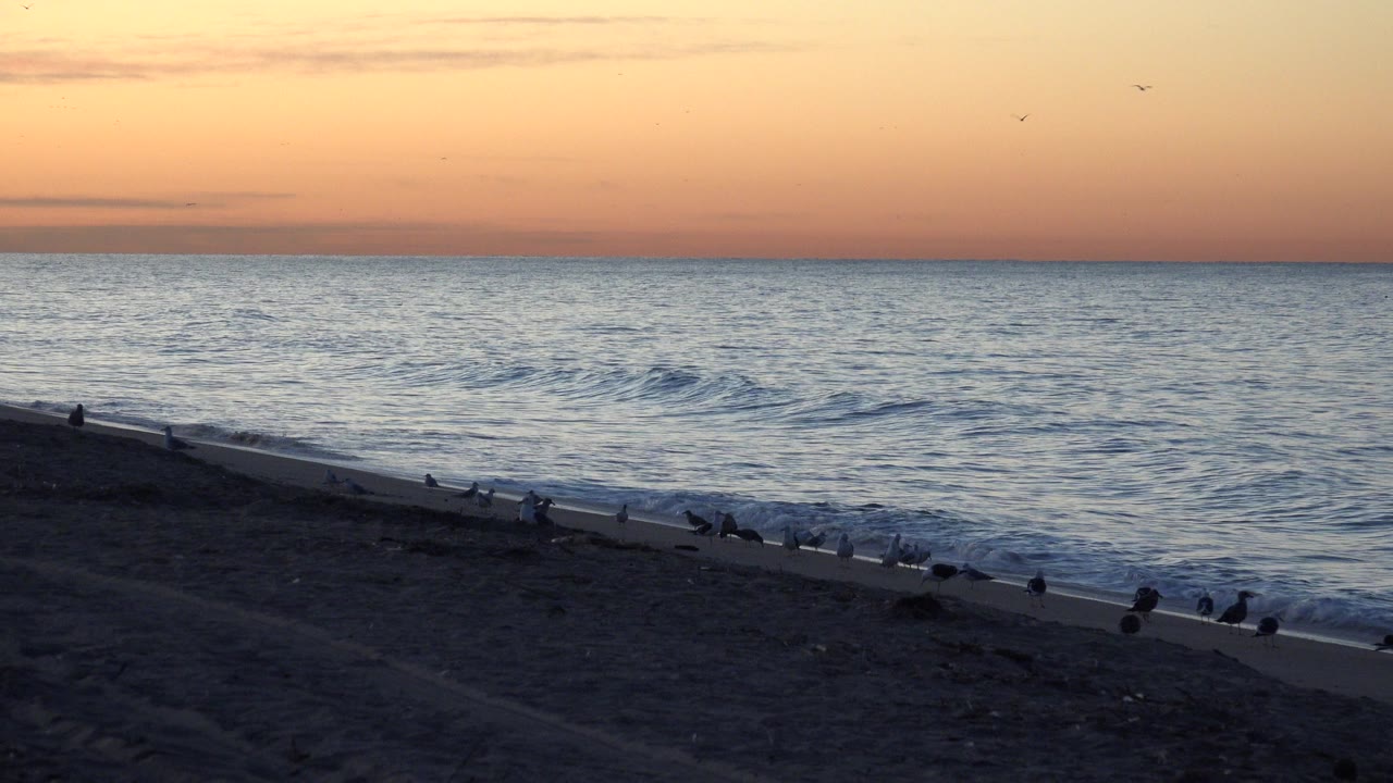 At Huntington Beach, orange sunset light spans the sky above low ocean waves and a dark sandy shore with birds along the surf line, with no visible people.