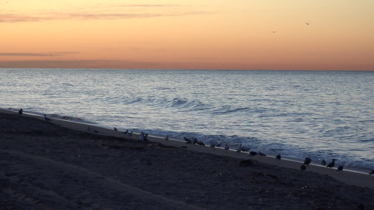 At Huntington Beach, a small wave lifts offshore beneath the orange evening sky while birds remain scattered along the dark shoreline, with no visible people.