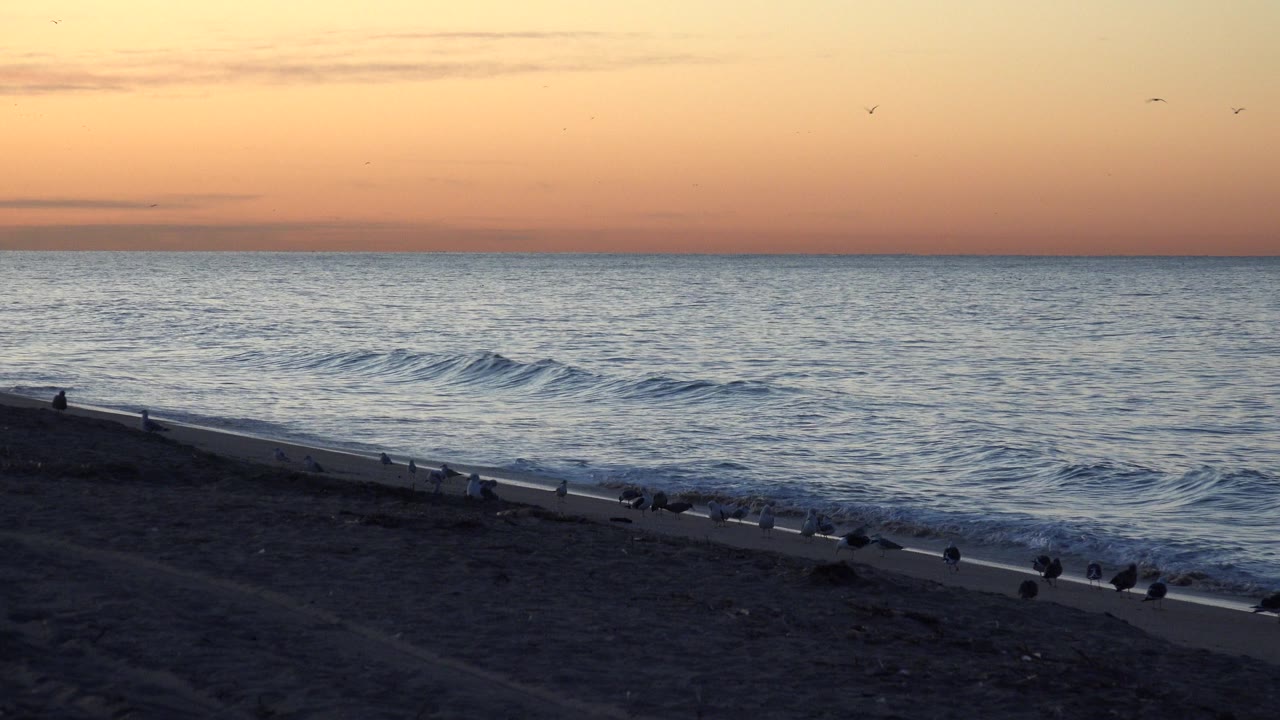 Ocean swell approaching a dark beach at sunset with birds near the surf.