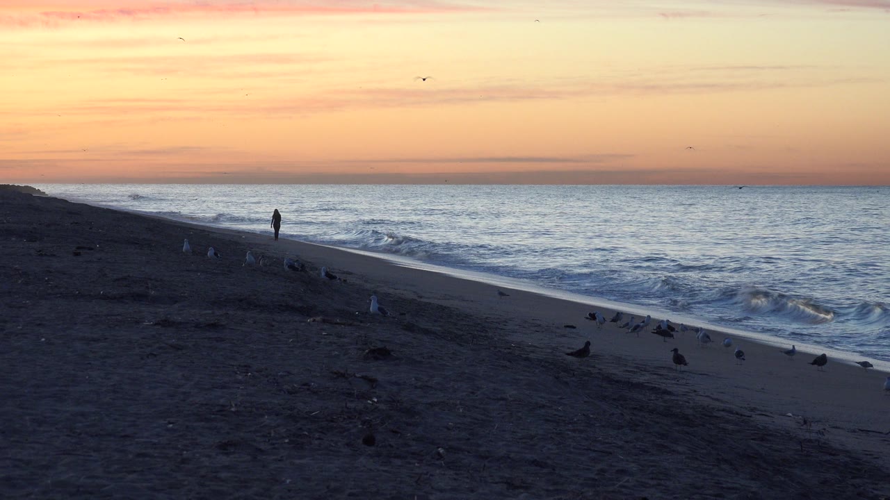 Small wave breaking beside a dark beach with birds and a distant figure.