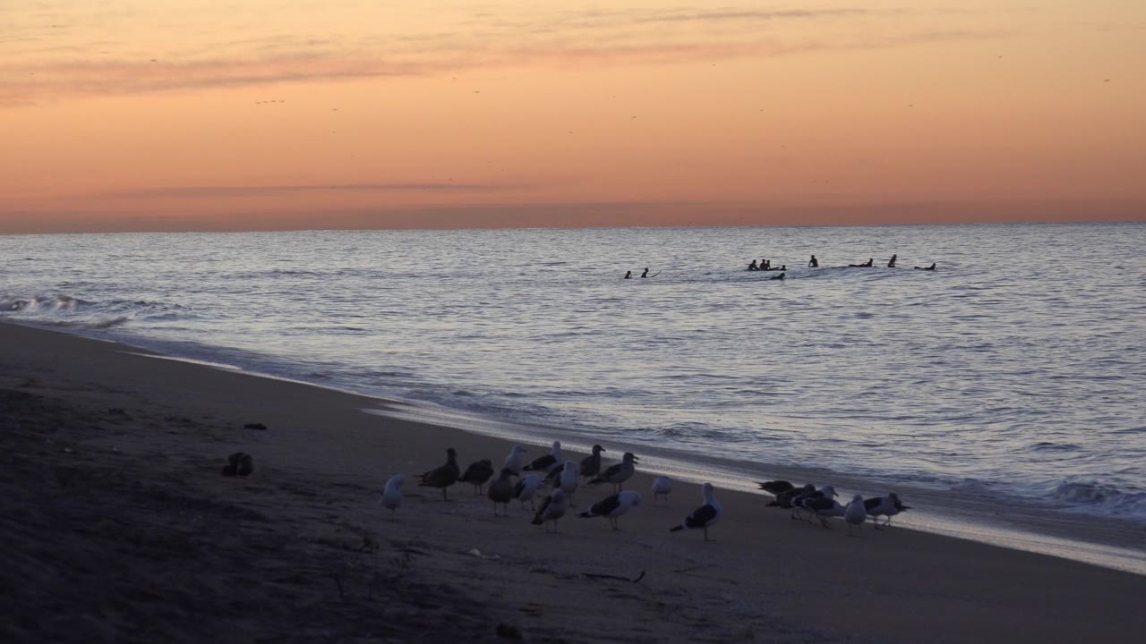 Seabirds on a dark beach with waves and orange evening sky.