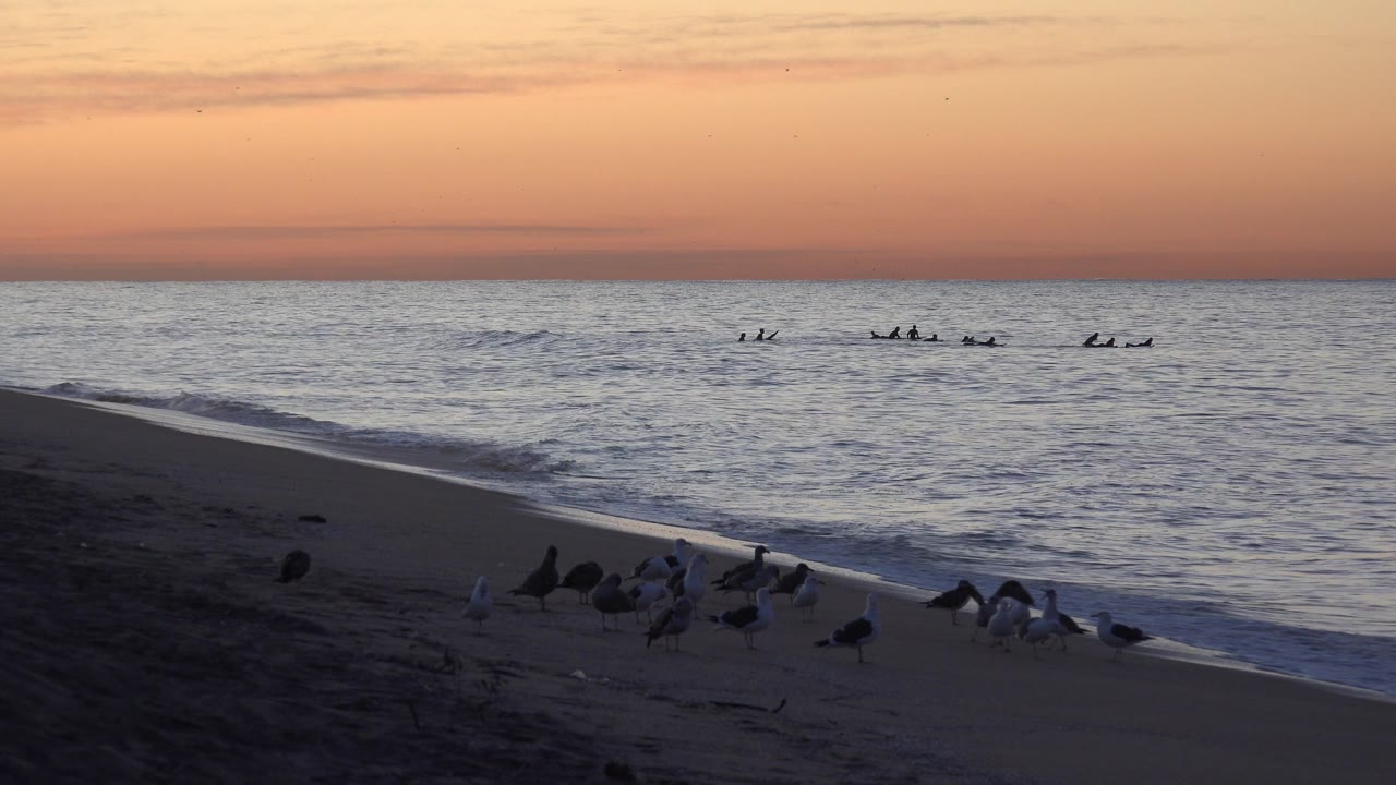 Seagulls on a dark beach at sunset with ocean and distant surfers.