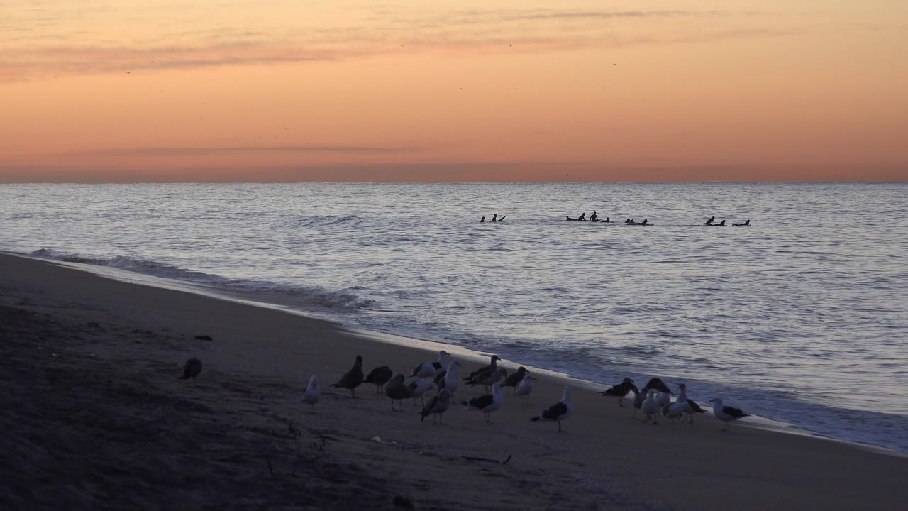 A similar Huntington Beach sunset view holds on seagulls near the wet sand, with the surf line curving toward distant figures on the water and no visible identifiable people.