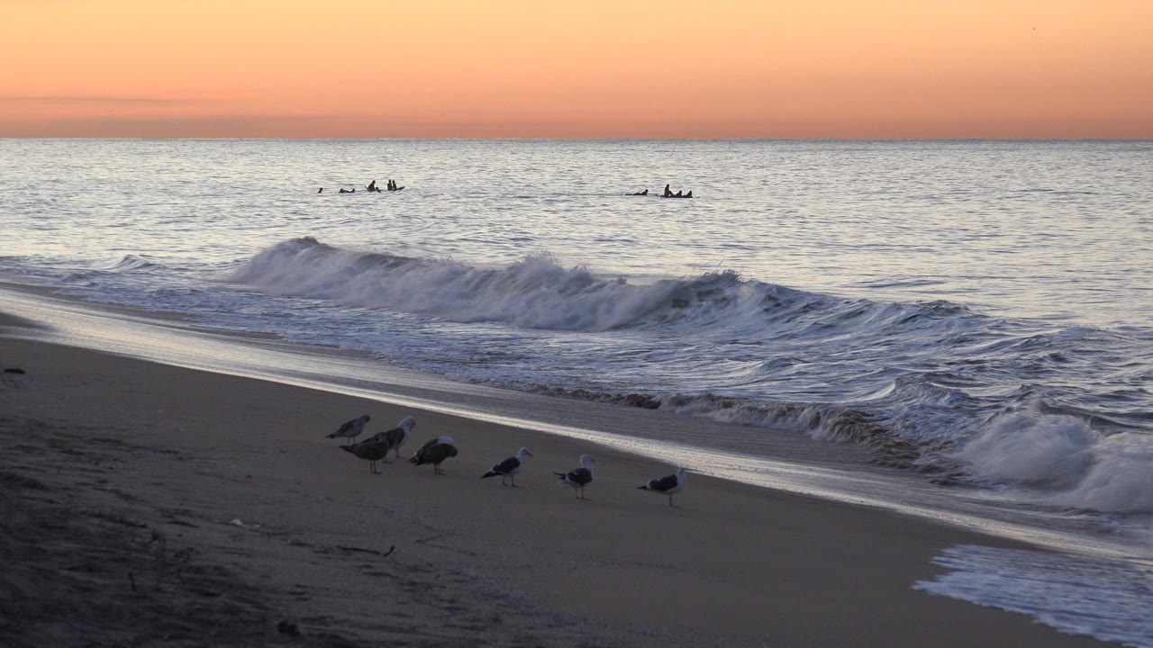 Seagulls on wet sand beside evening surf