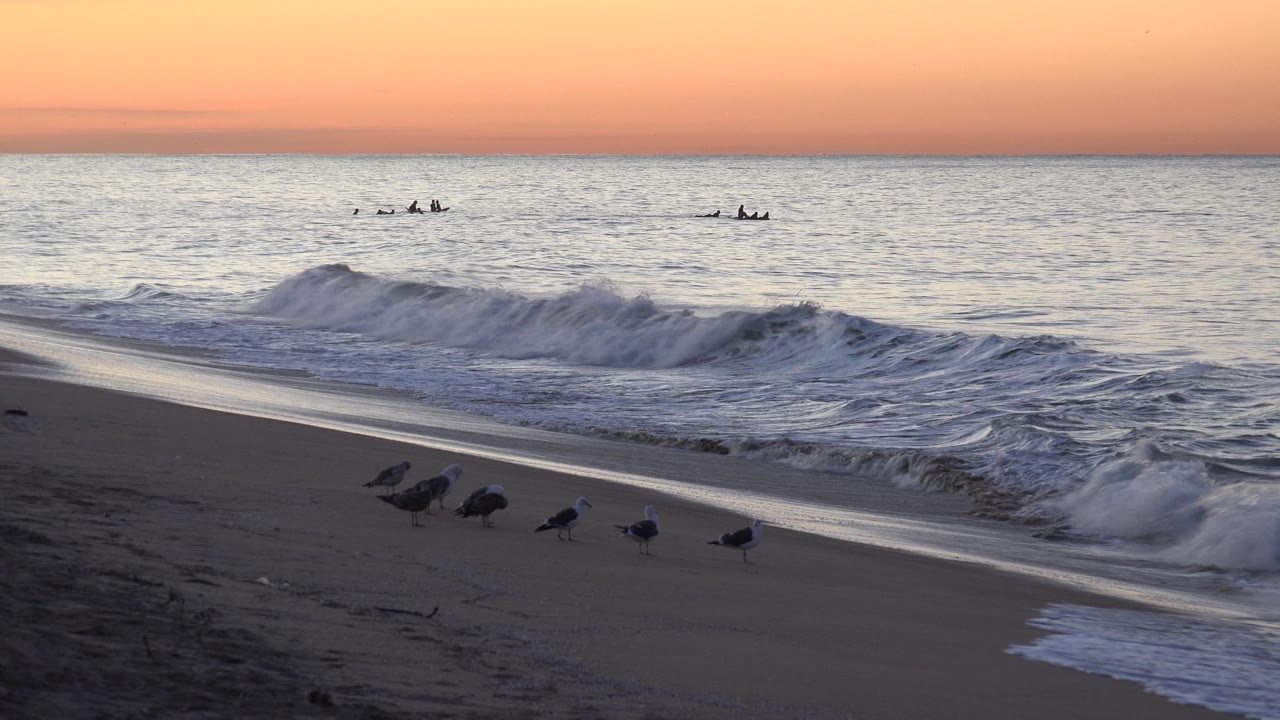 A small group of gulls stands along the Huntington Beach shoreline while white foam spreads across the sand and the horizon stays level, with no visible people.