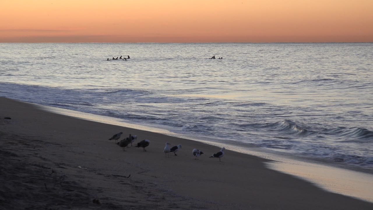 Huntington Beach shoreline at sunset with small waves rolling in, shorebirds clustered on dark sand, distant figures far offshore, and no visible people on the beach.